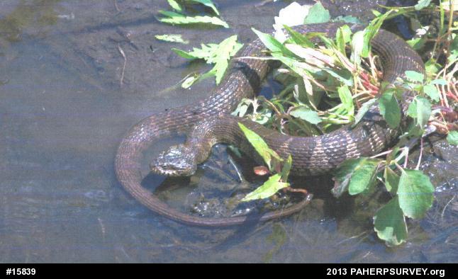 Northern Watersnake