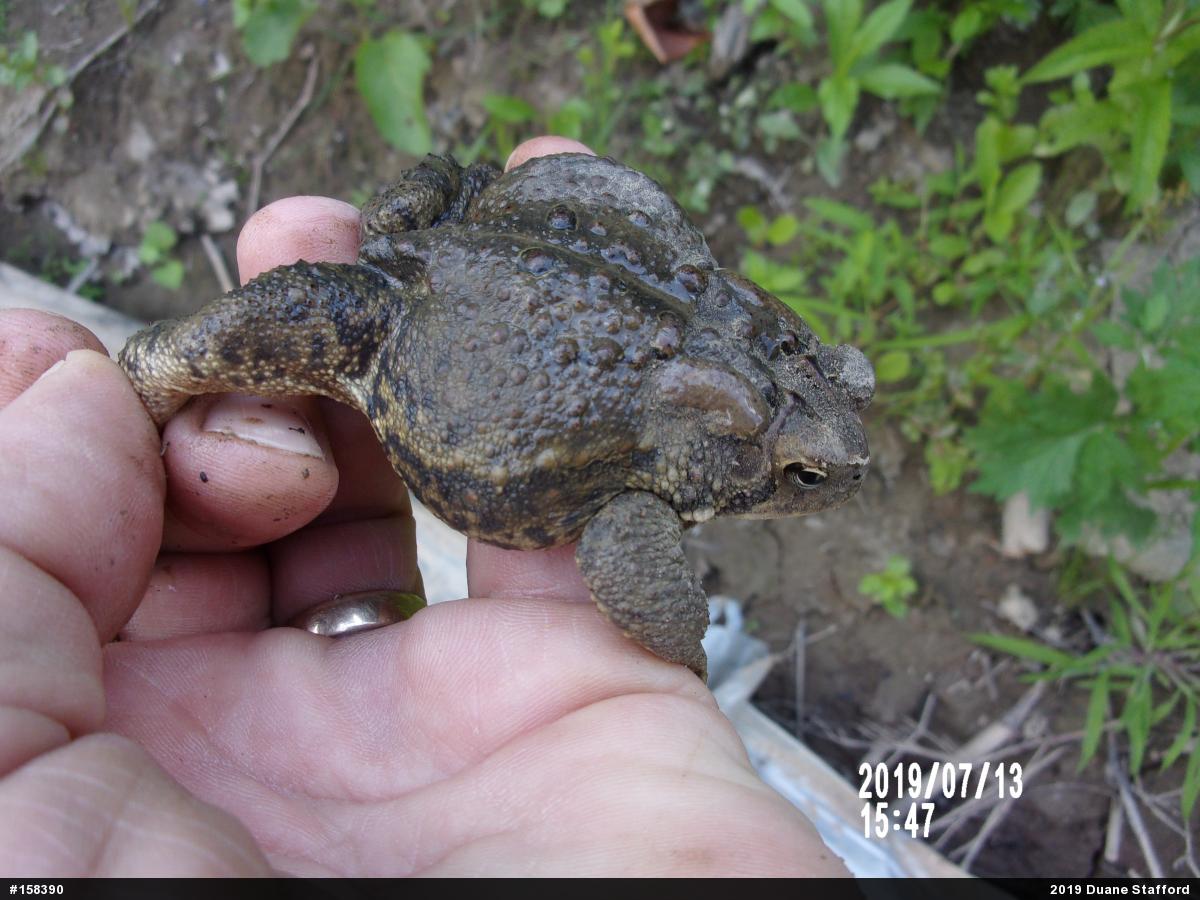 Eastern American Toad