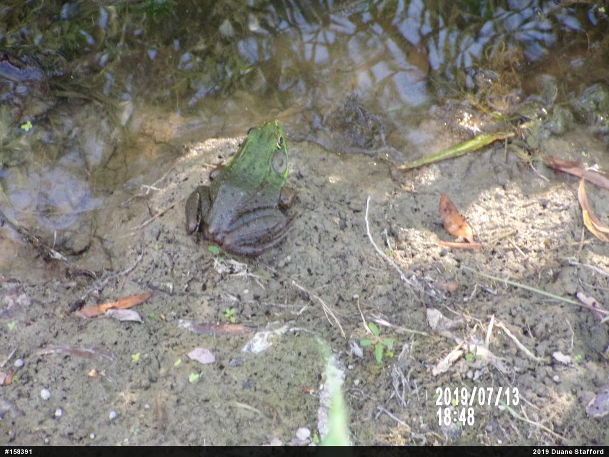 Green Frog