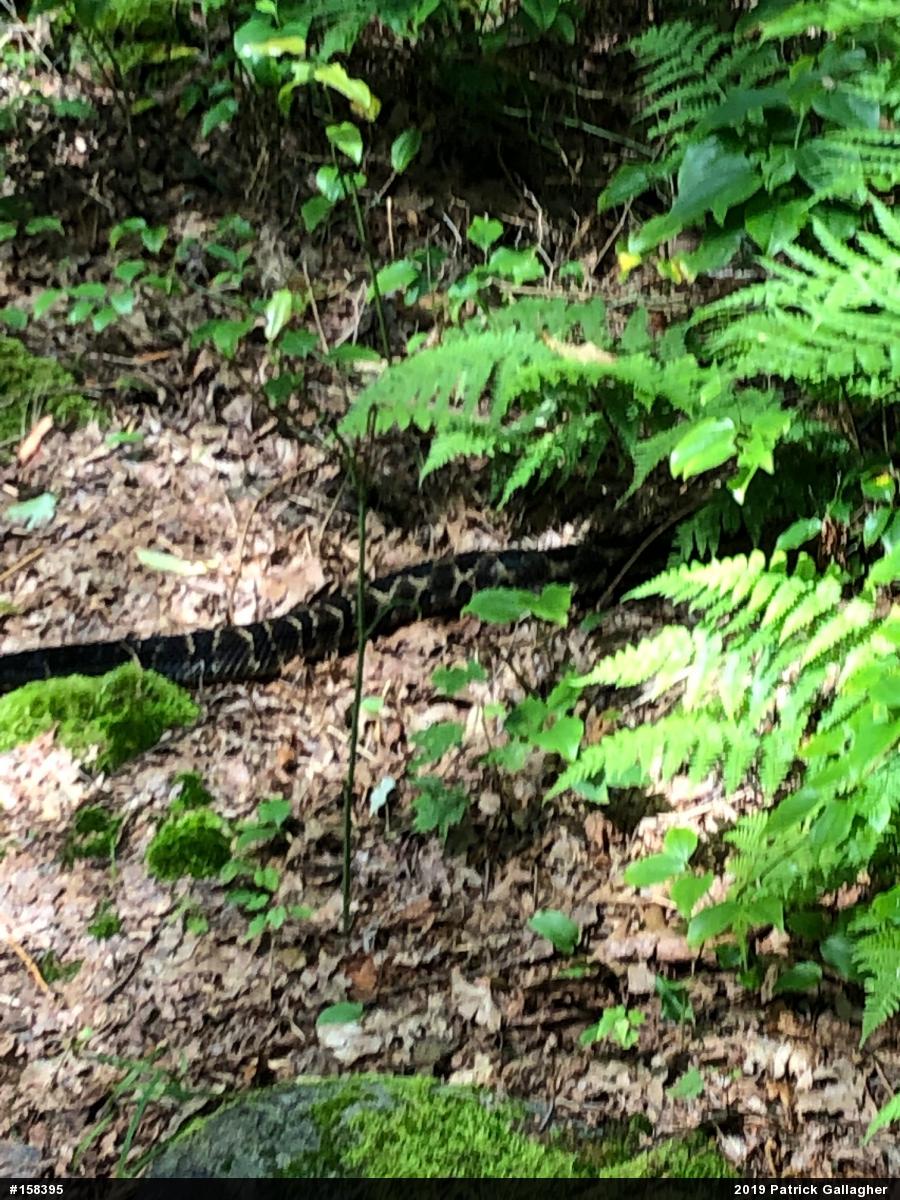 Timber Rattlesnake