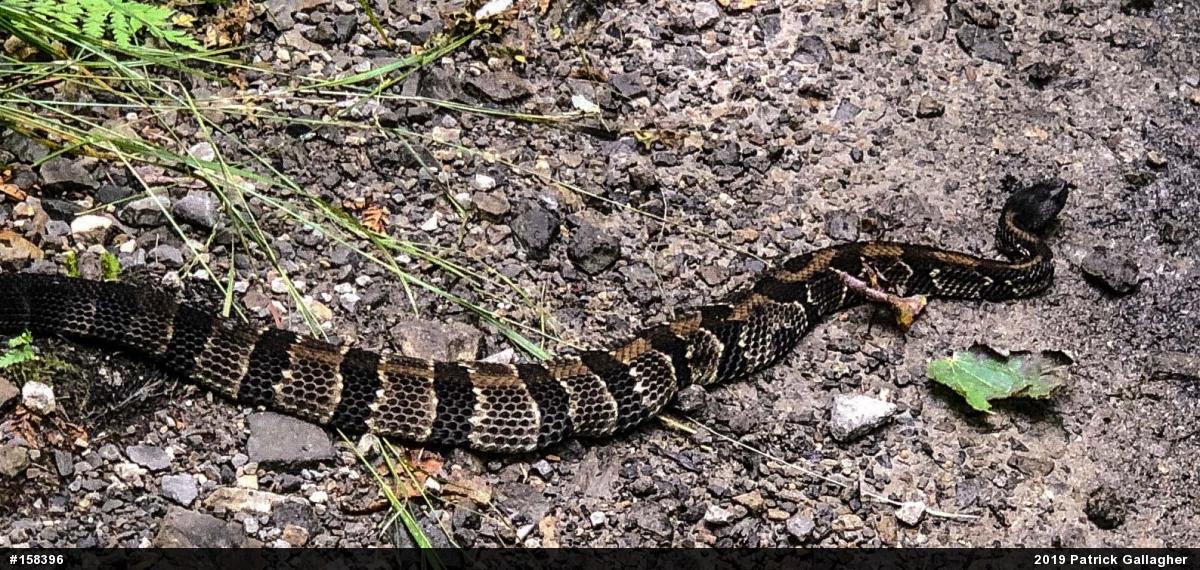 Timber Rattlesnake