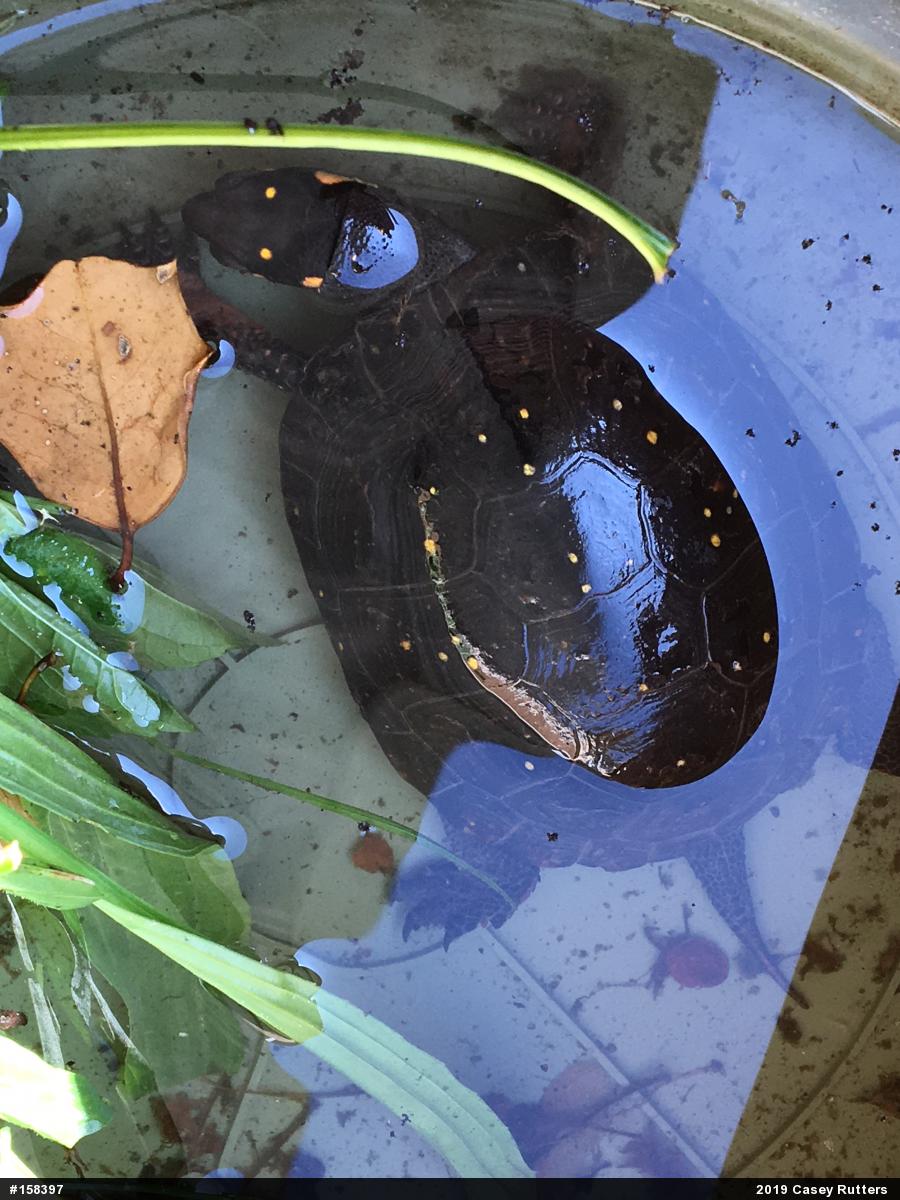 Spotted Turtle