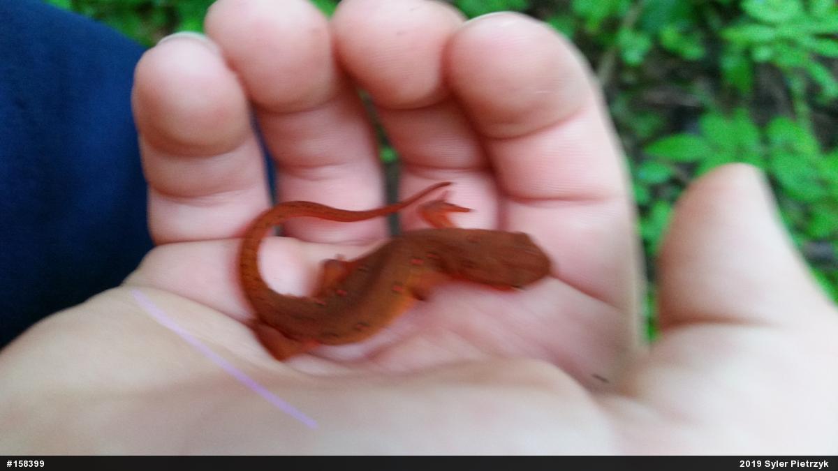 Red-spotted Newt