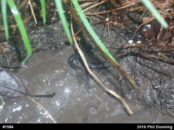 Allegheny Mountain Dusky Salamander