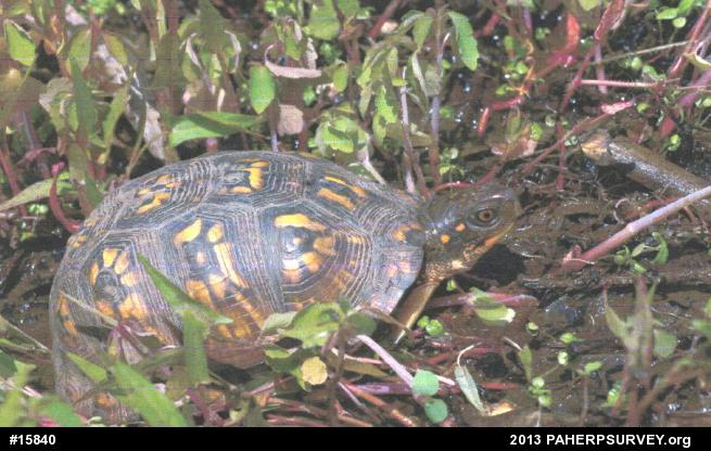 Eastern Box Turtle