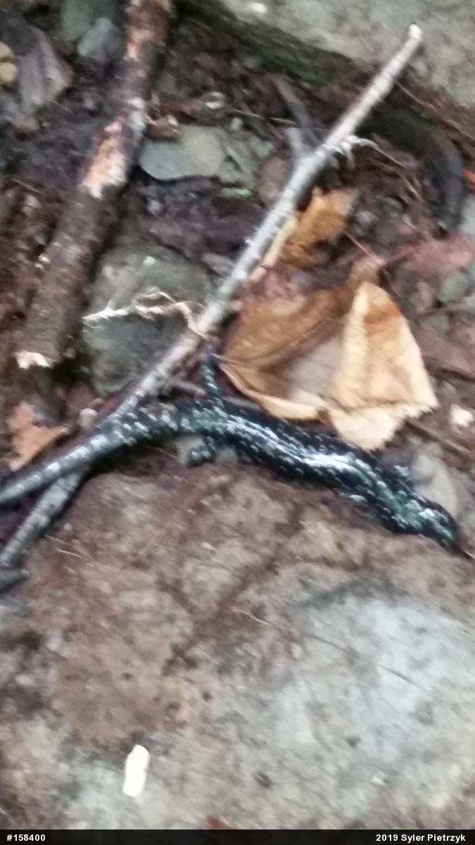 Northern Slimy Salamander