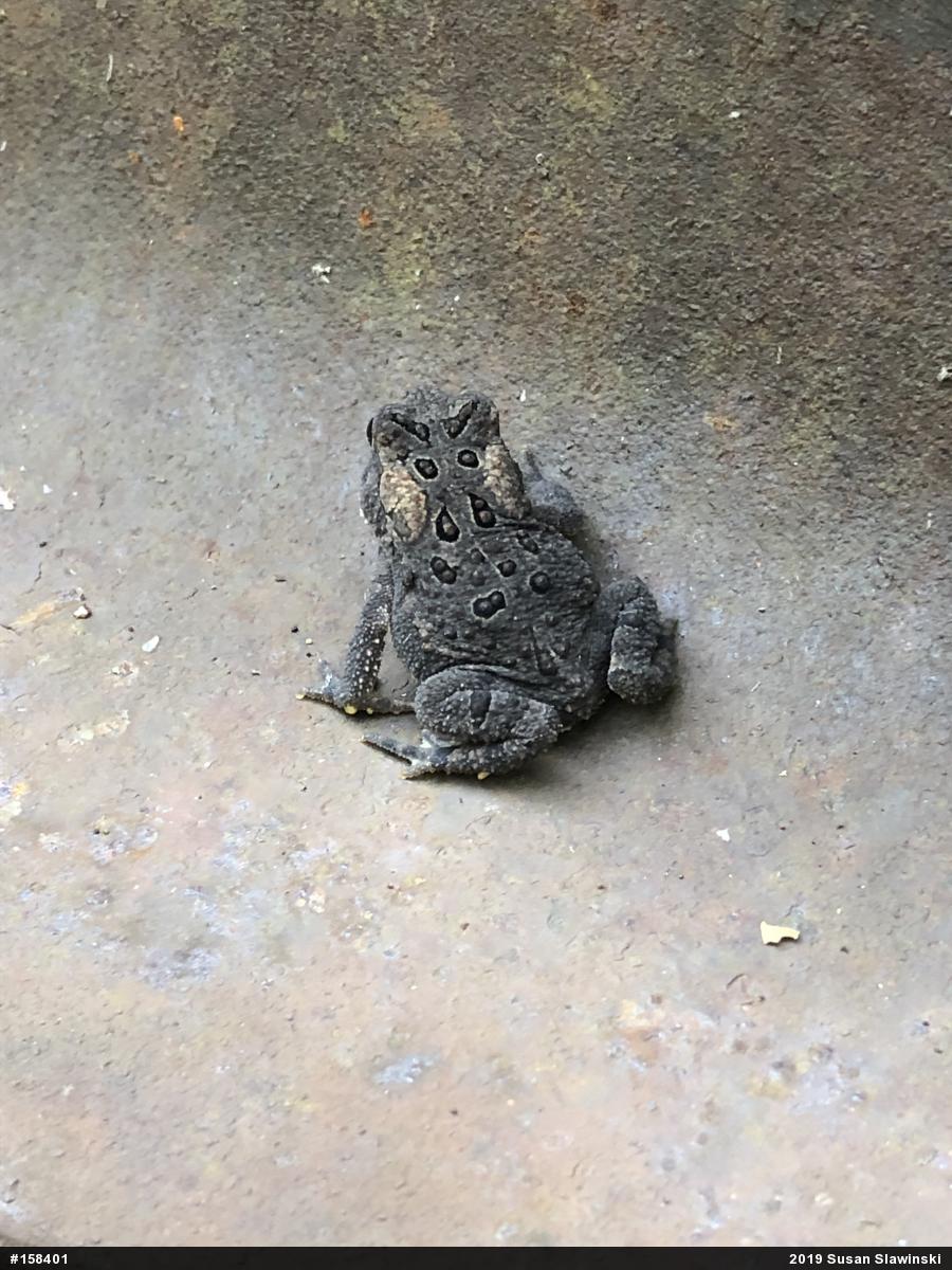 Eastern American Toad