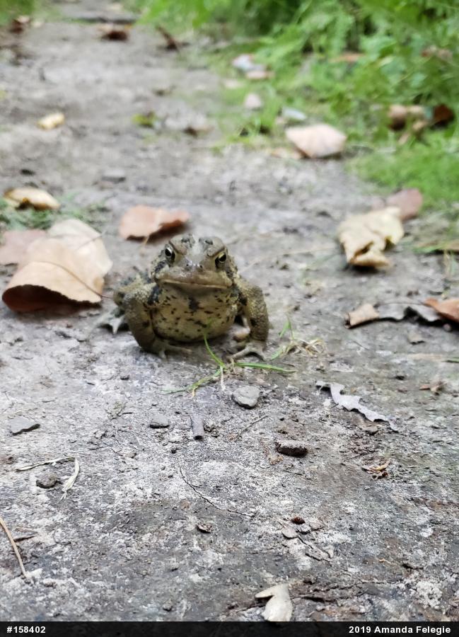 Eastern American Toad