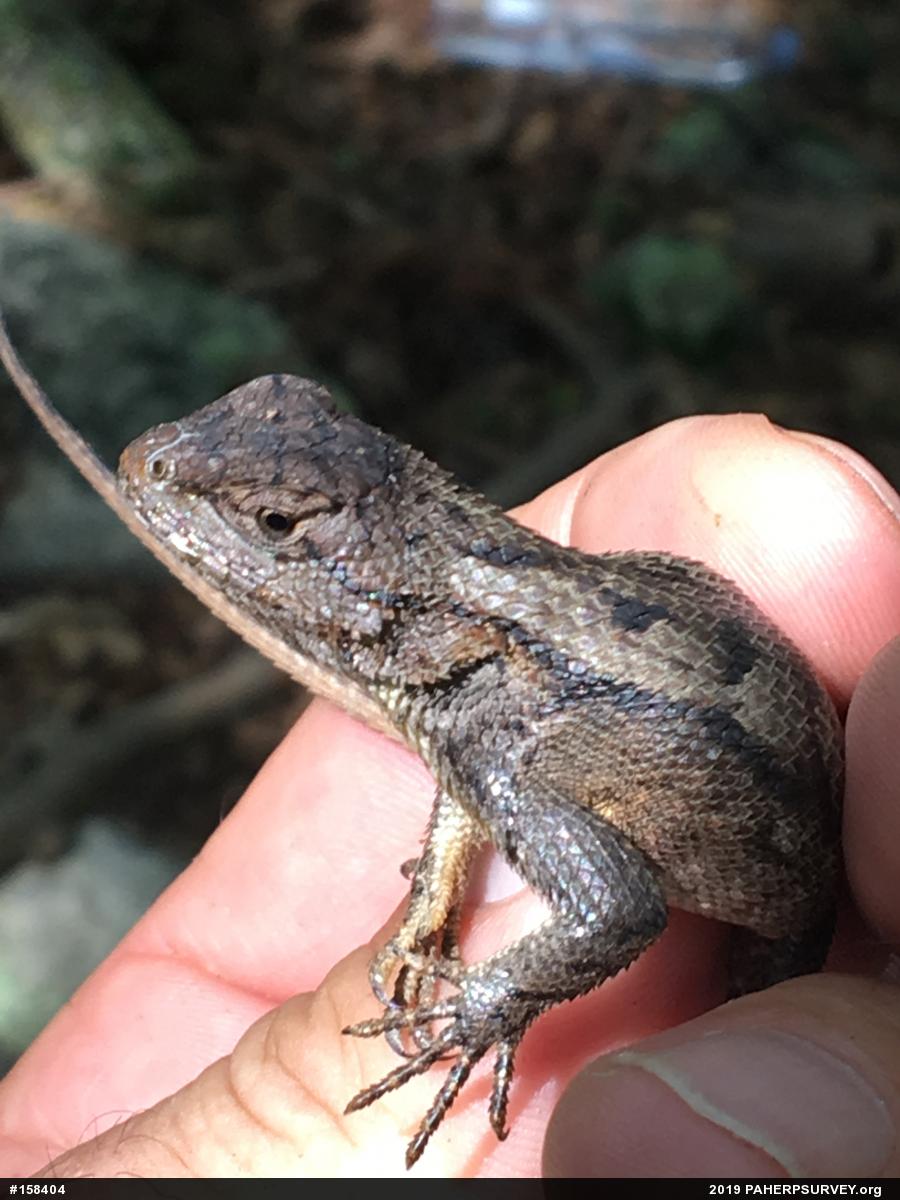 Eastern Fence Lizard