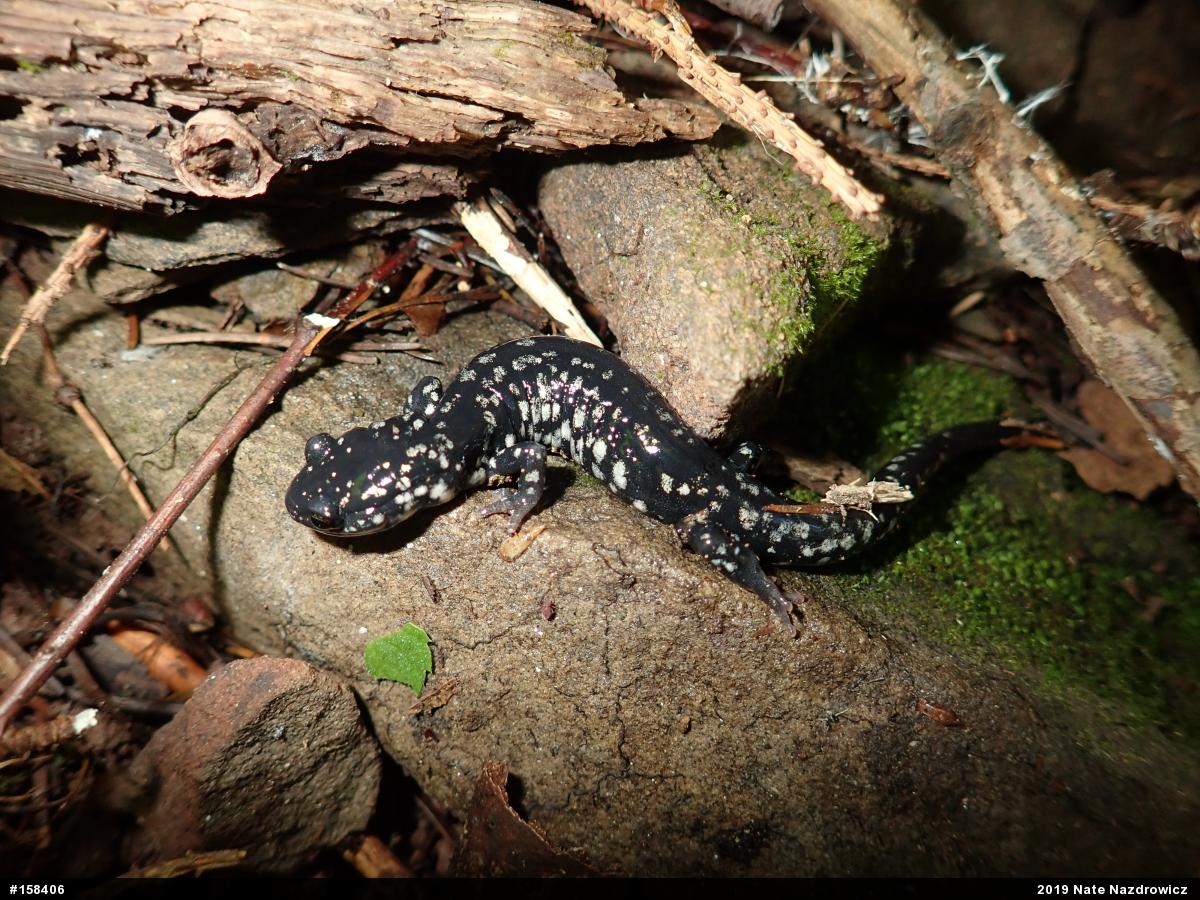 Northern Slimy Salamander