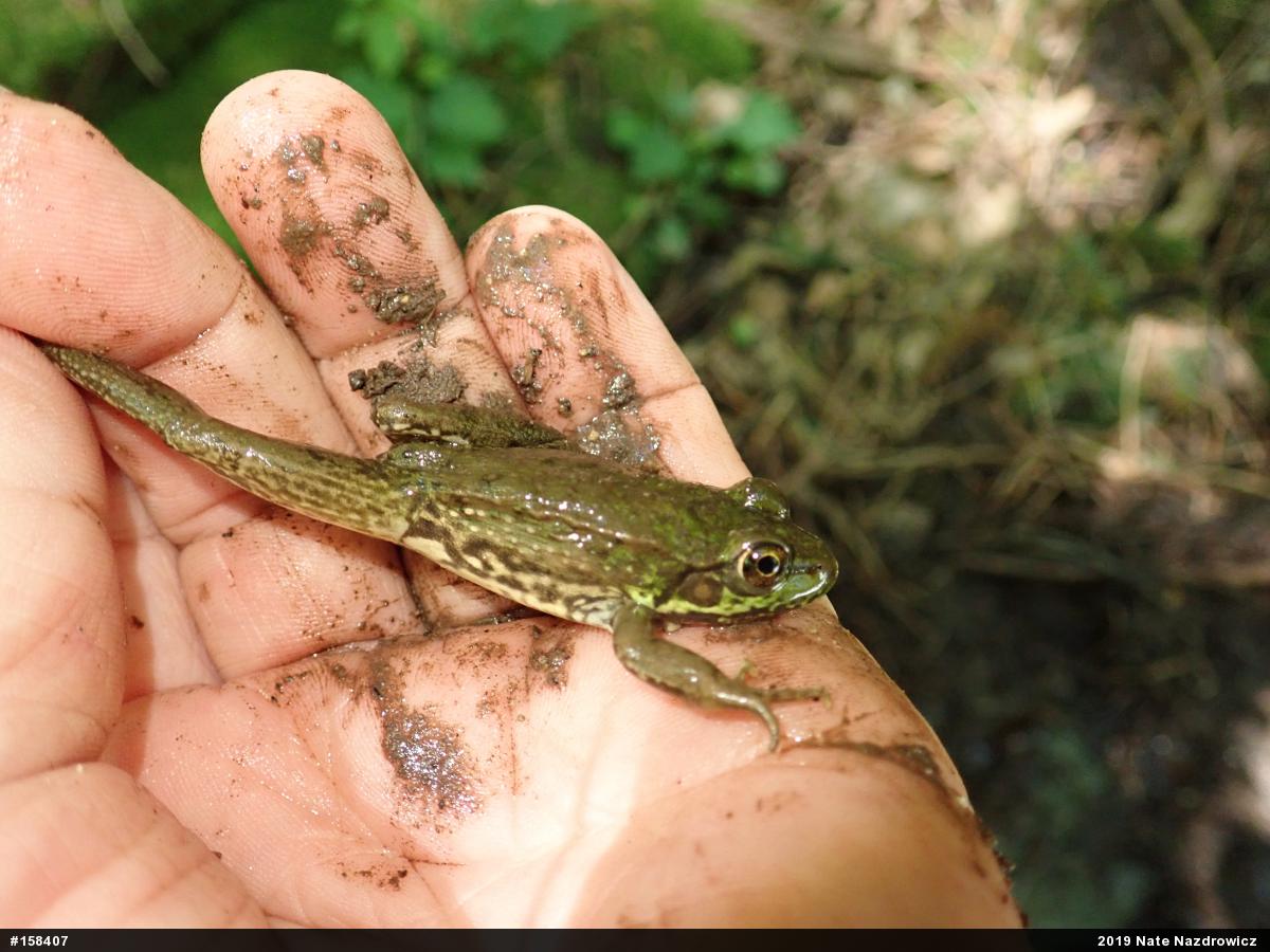 Green Frog