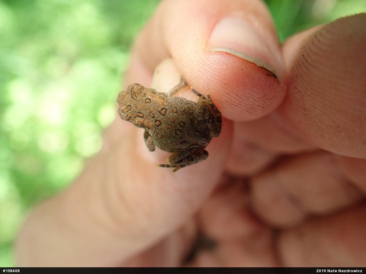 Eastern American Toad
