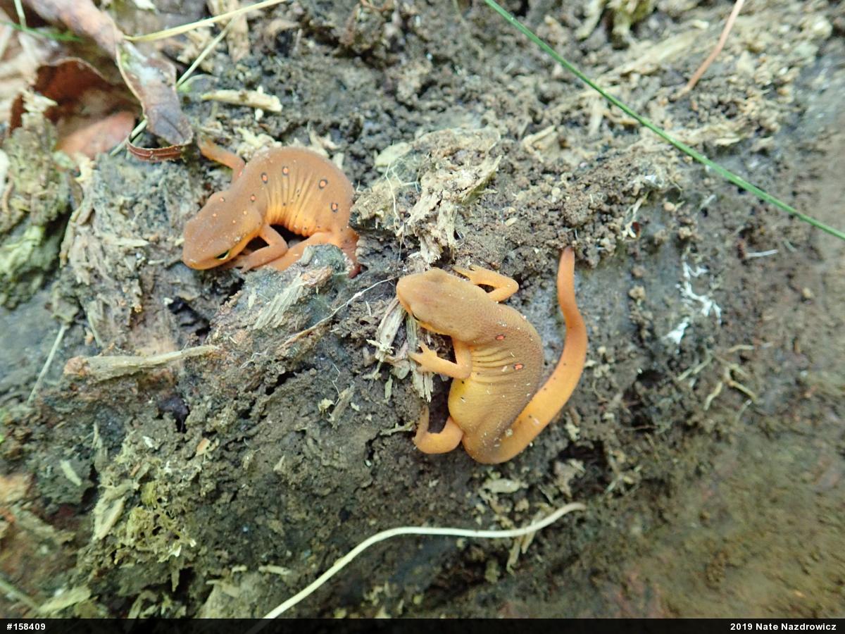 Red-spotted Newt