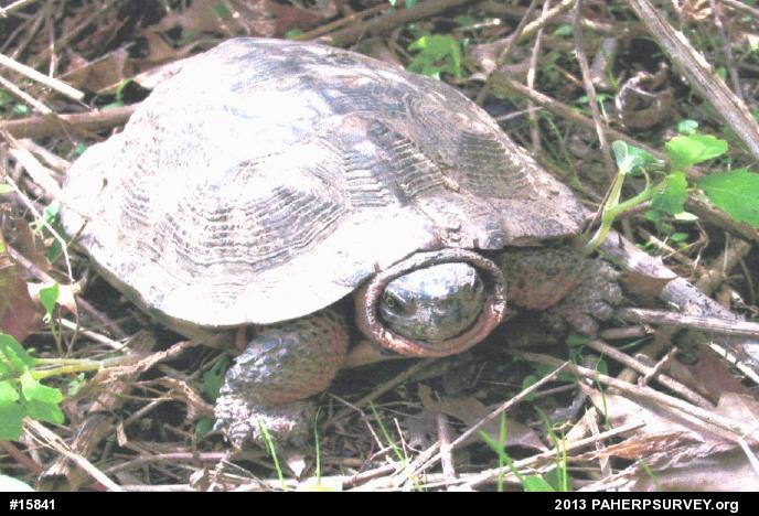 Wood Turtle