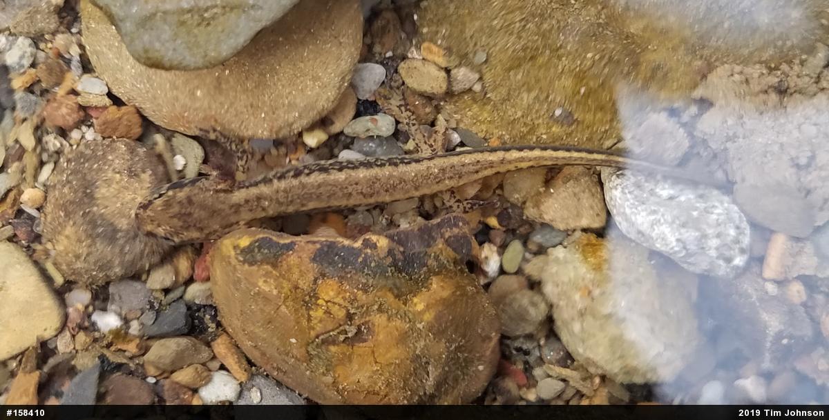 Eastern Long-tailed Salamander