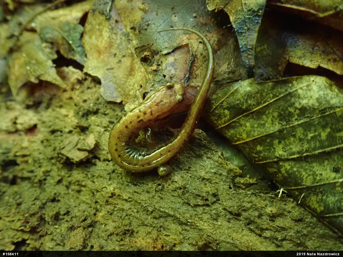 Allegheny Mountain Dusky Salamander