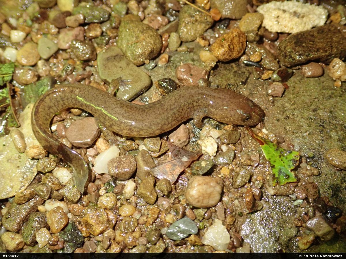 Northern Spring Salamander