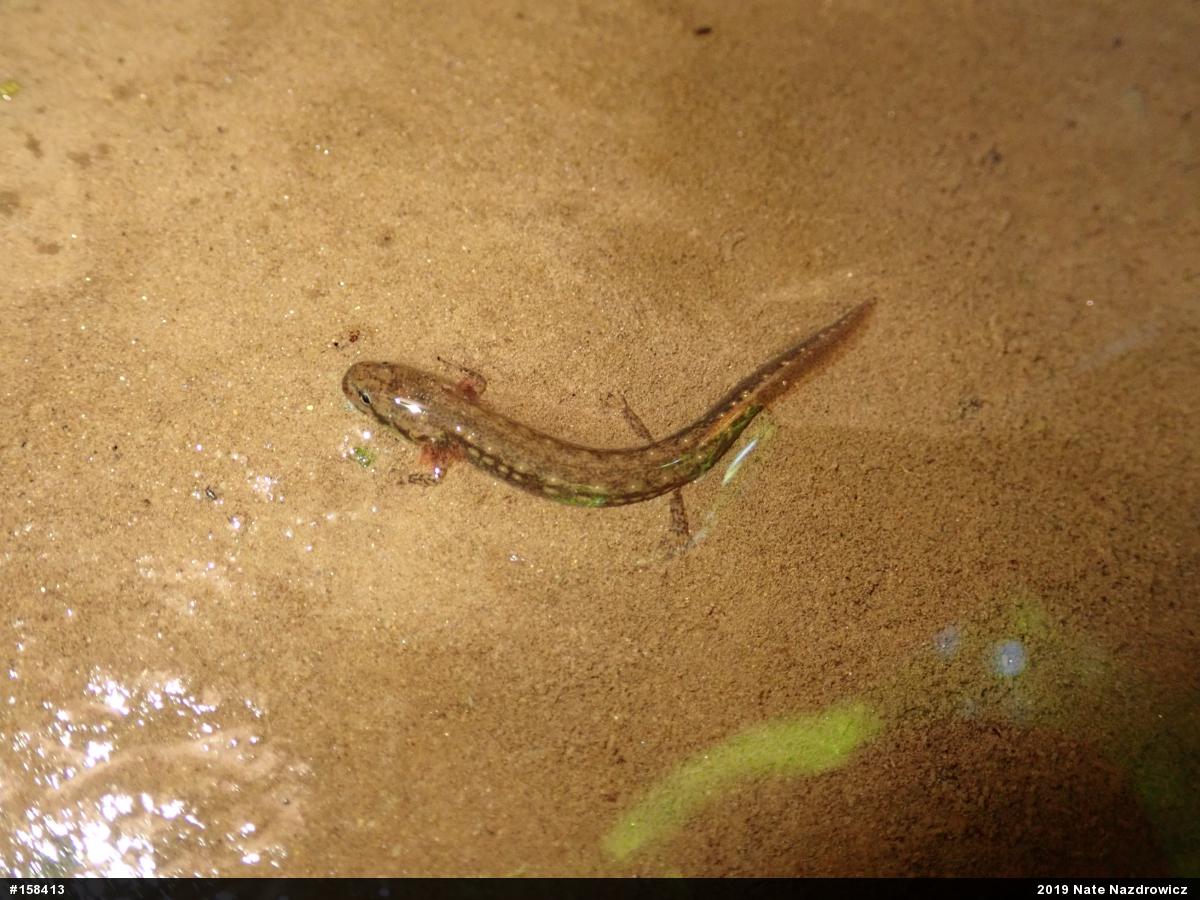 Northern Two-lined Salamander