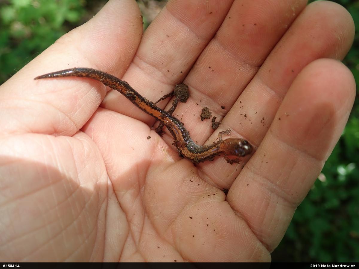 Eastern Red-backed  Salamander