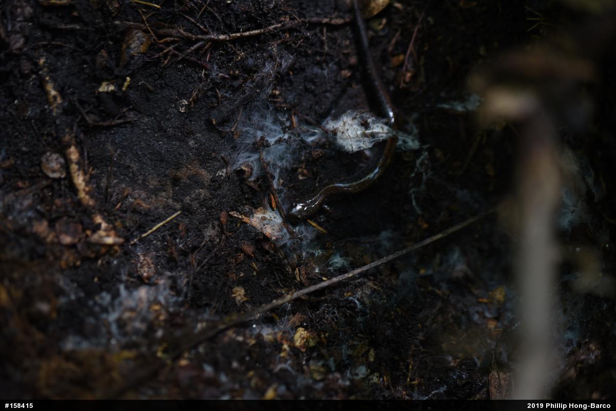 Eastern Red-backed  Salamander