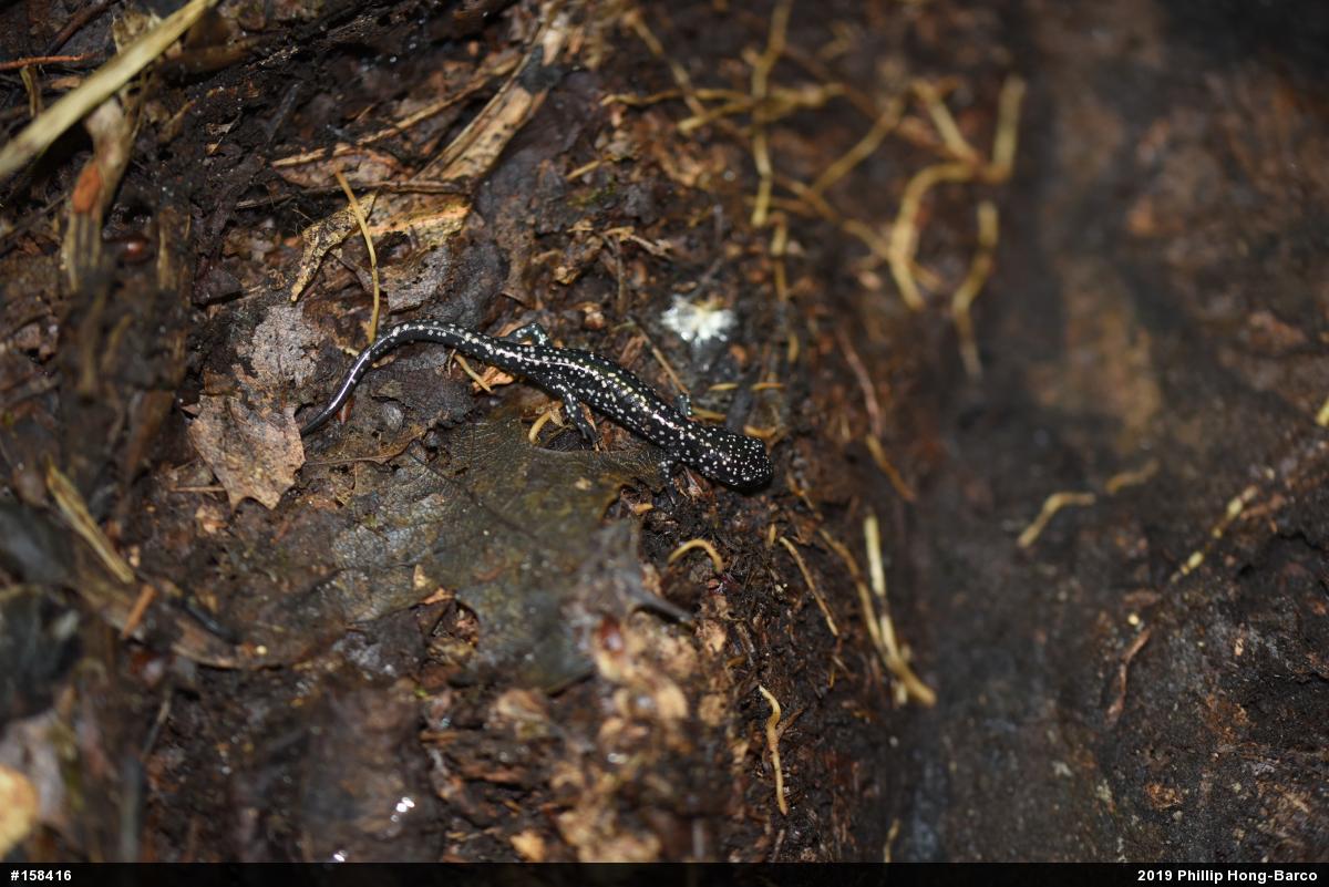 Northern Slimy Salamander