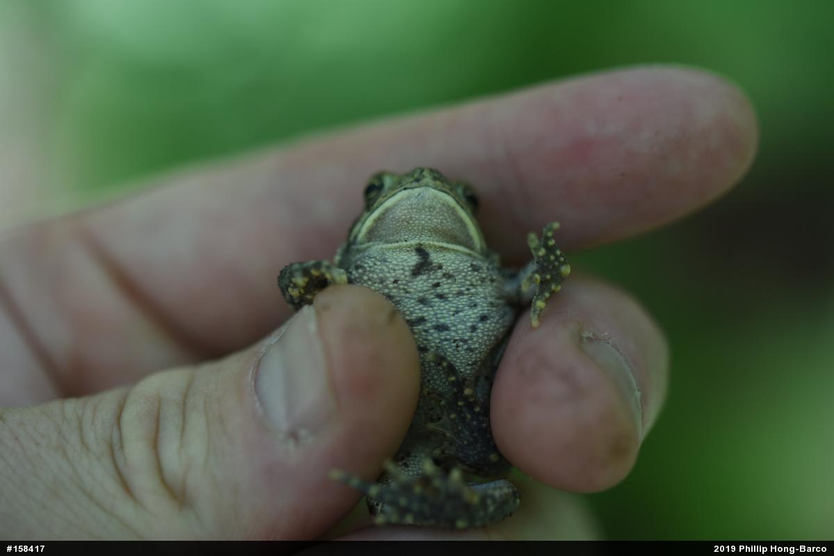 Eastern American Toad