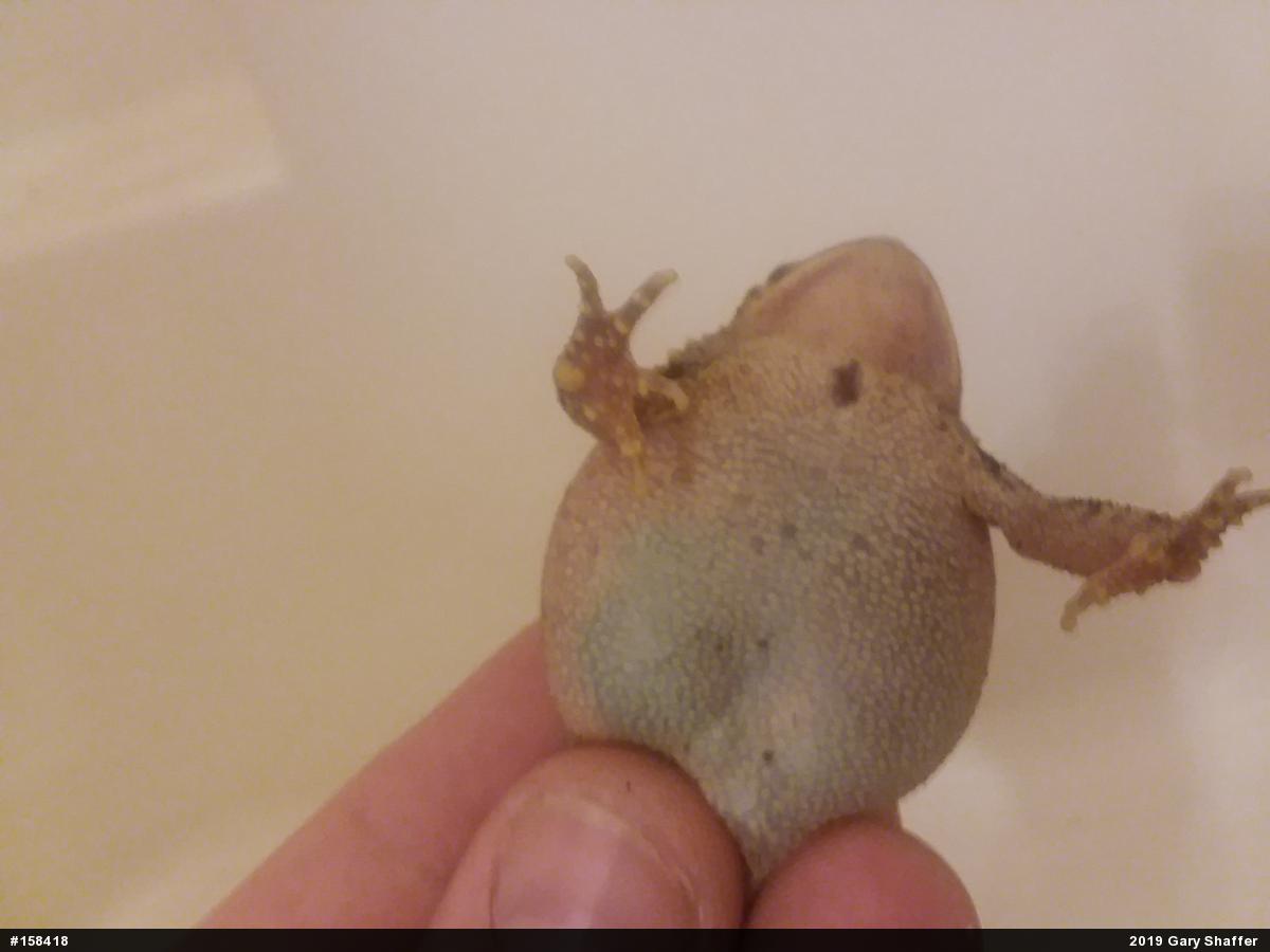 Eastern American Toad