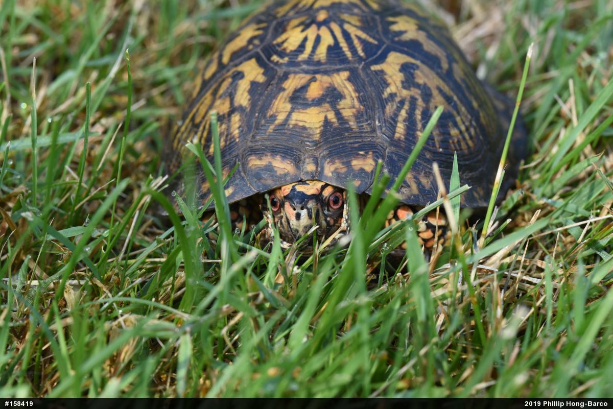 Eastern Box Turtle