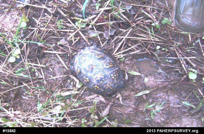 Eastern Box Turtle