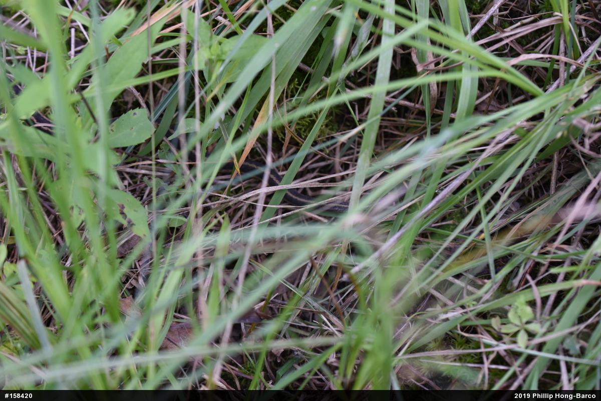Eastern Gartersnake