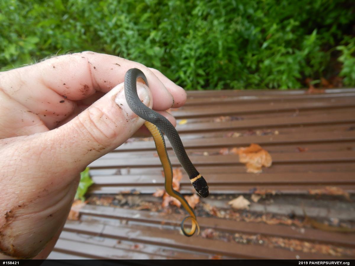 Northern Ring-necked Snake