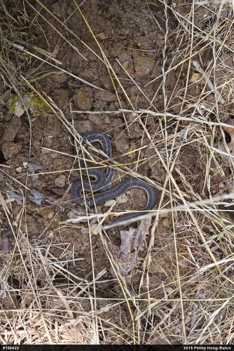 Eastern Gartersnake