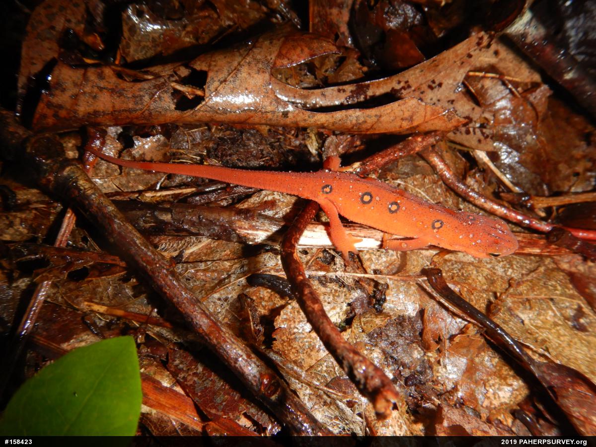 Red-spotted Newt