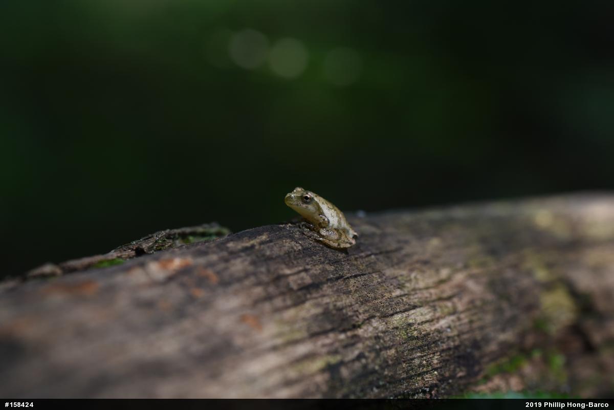 Spring Peeper