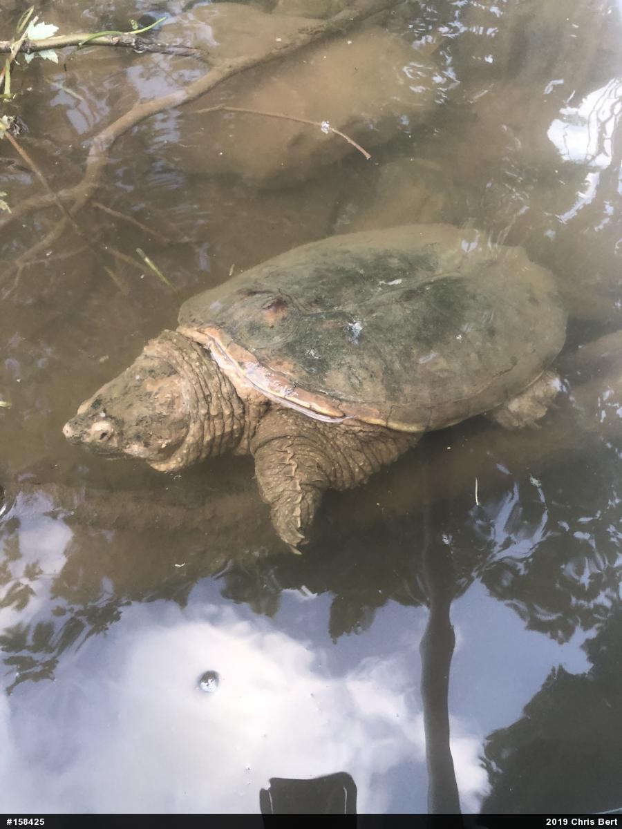 Snapping Turtle