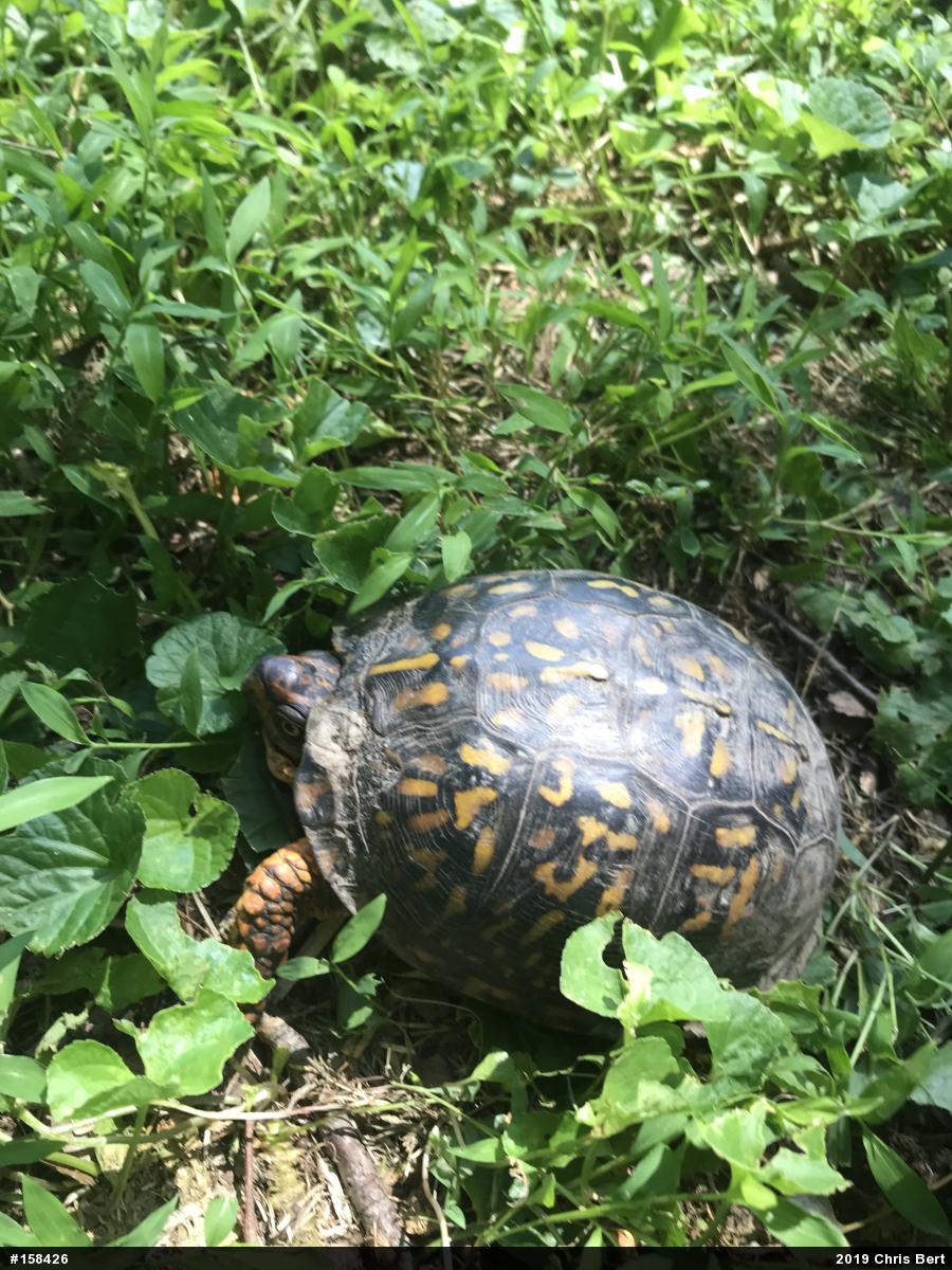 Eastern Box Turtle