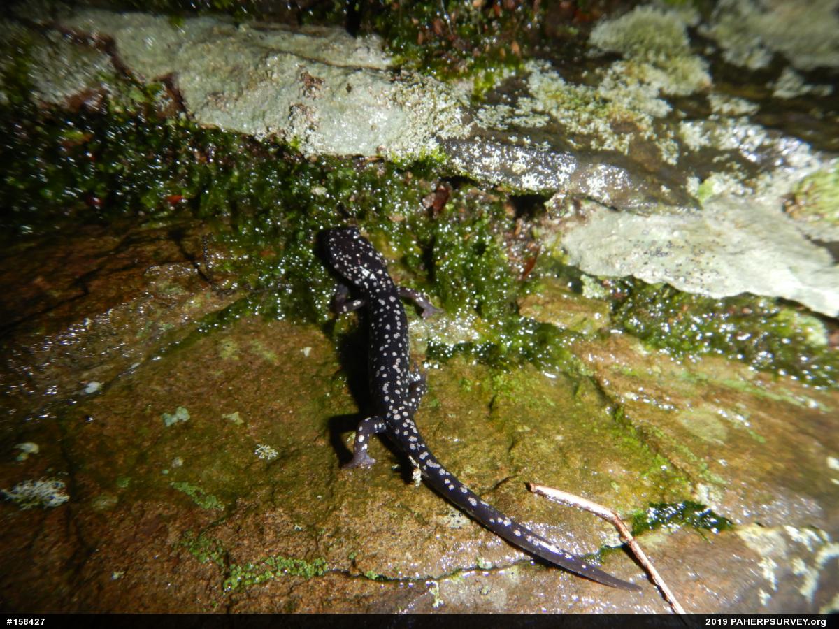 Northern Slimy Salamander