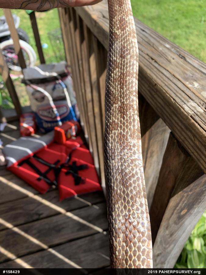 Eastern Ratsnake