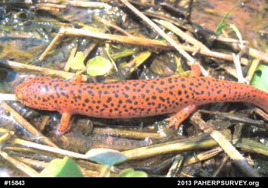 Northern Red Salamander