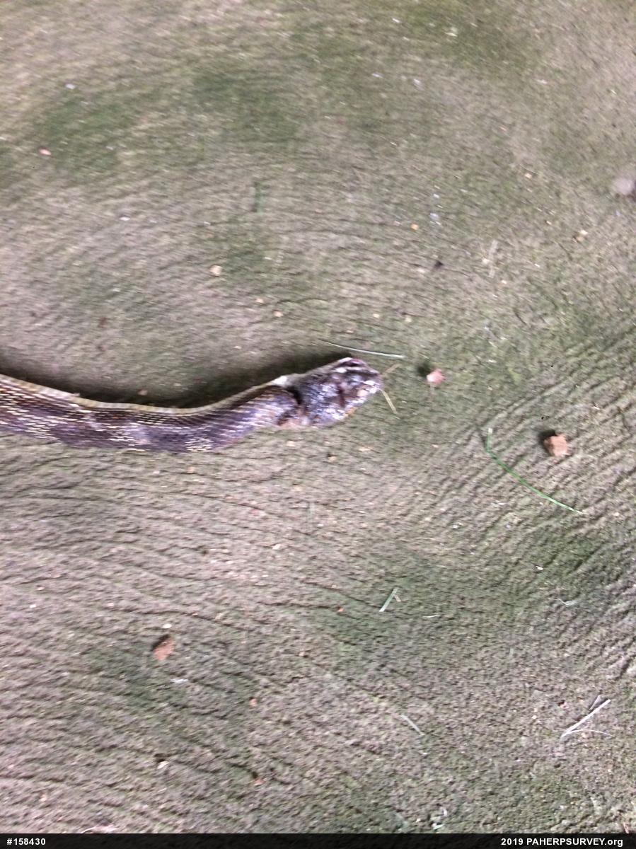 Eastern Ratsnake