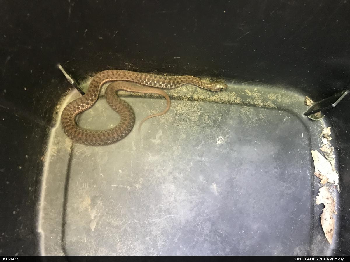 Eastern Gartersnake
