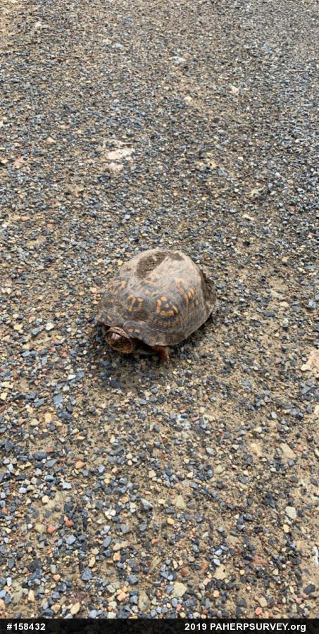 Eastern Box Turtle