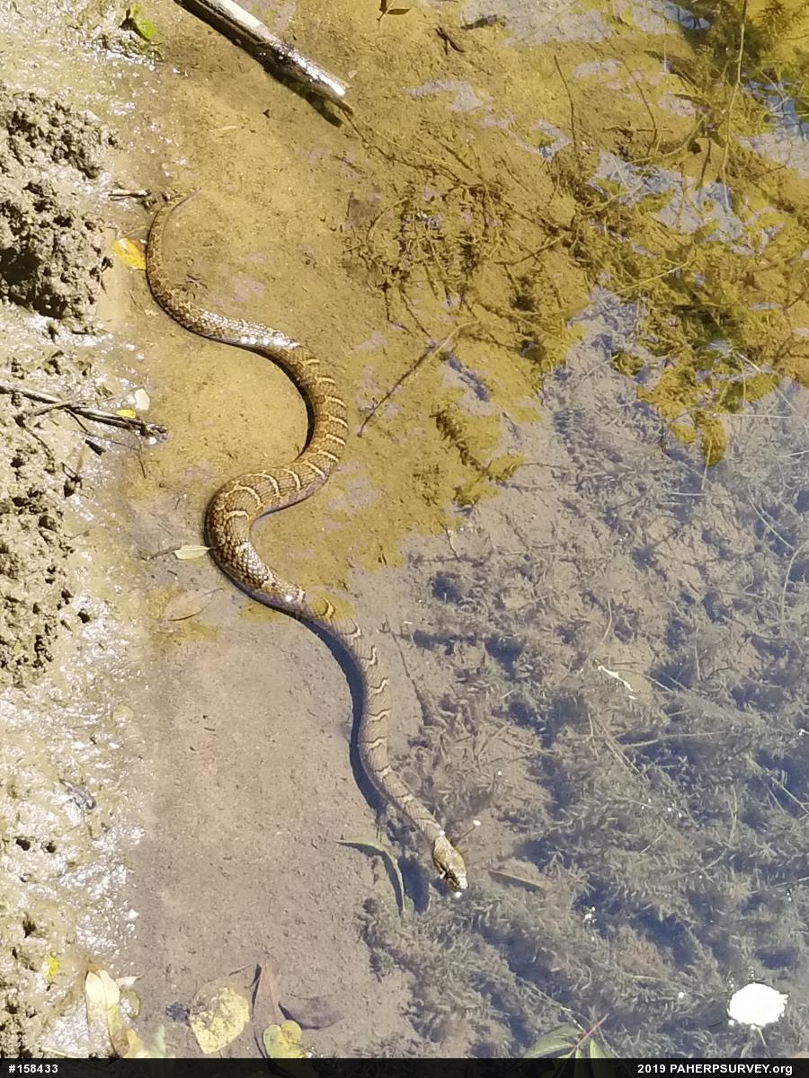 Northern Watersnake