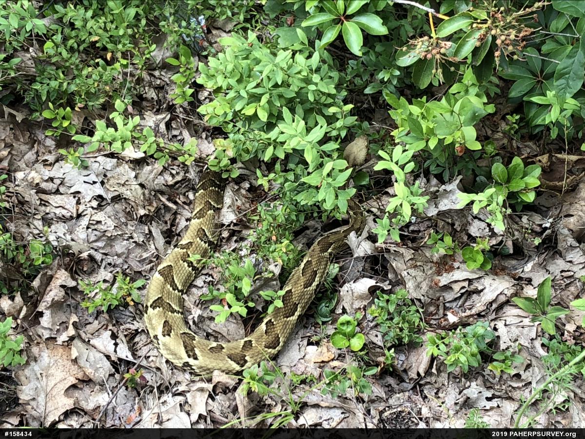 Timber Rattlesnake