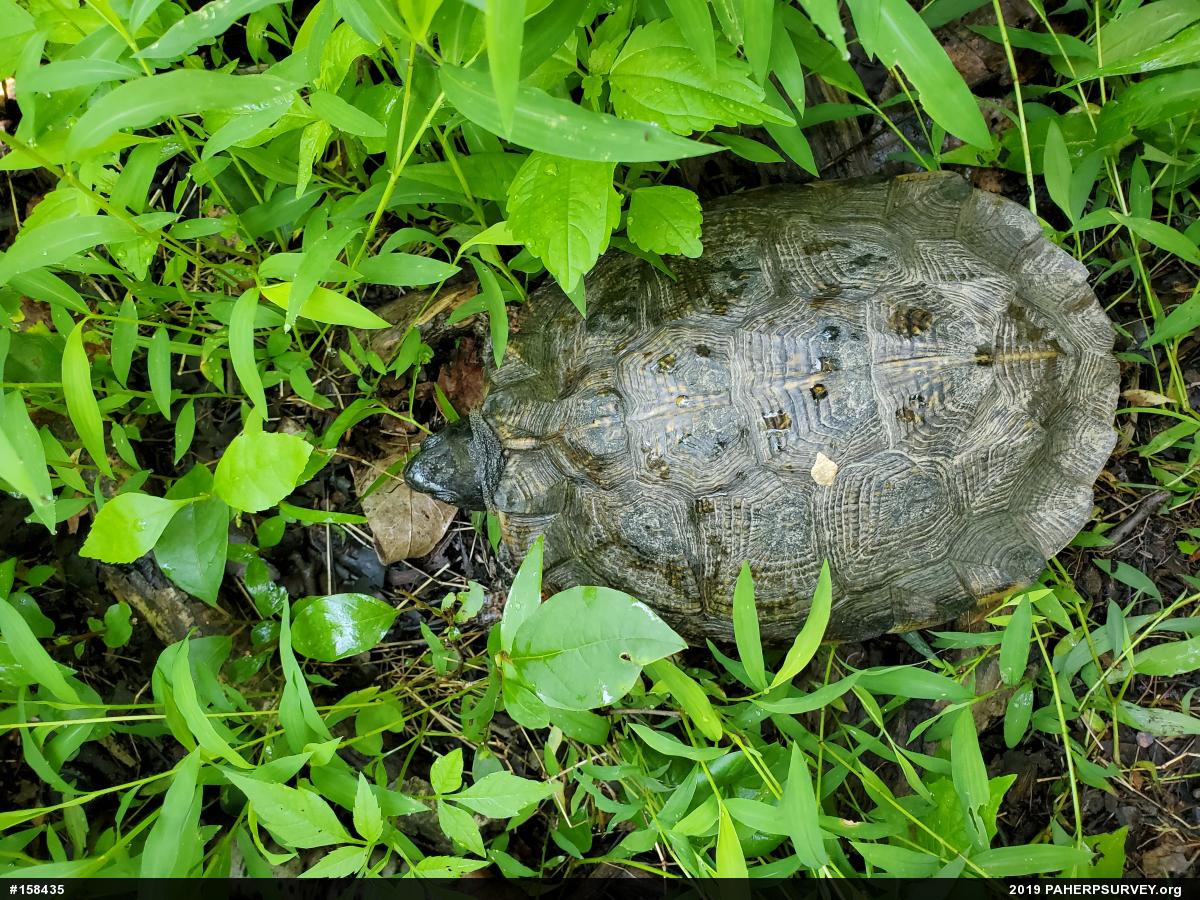 Wood Turtle