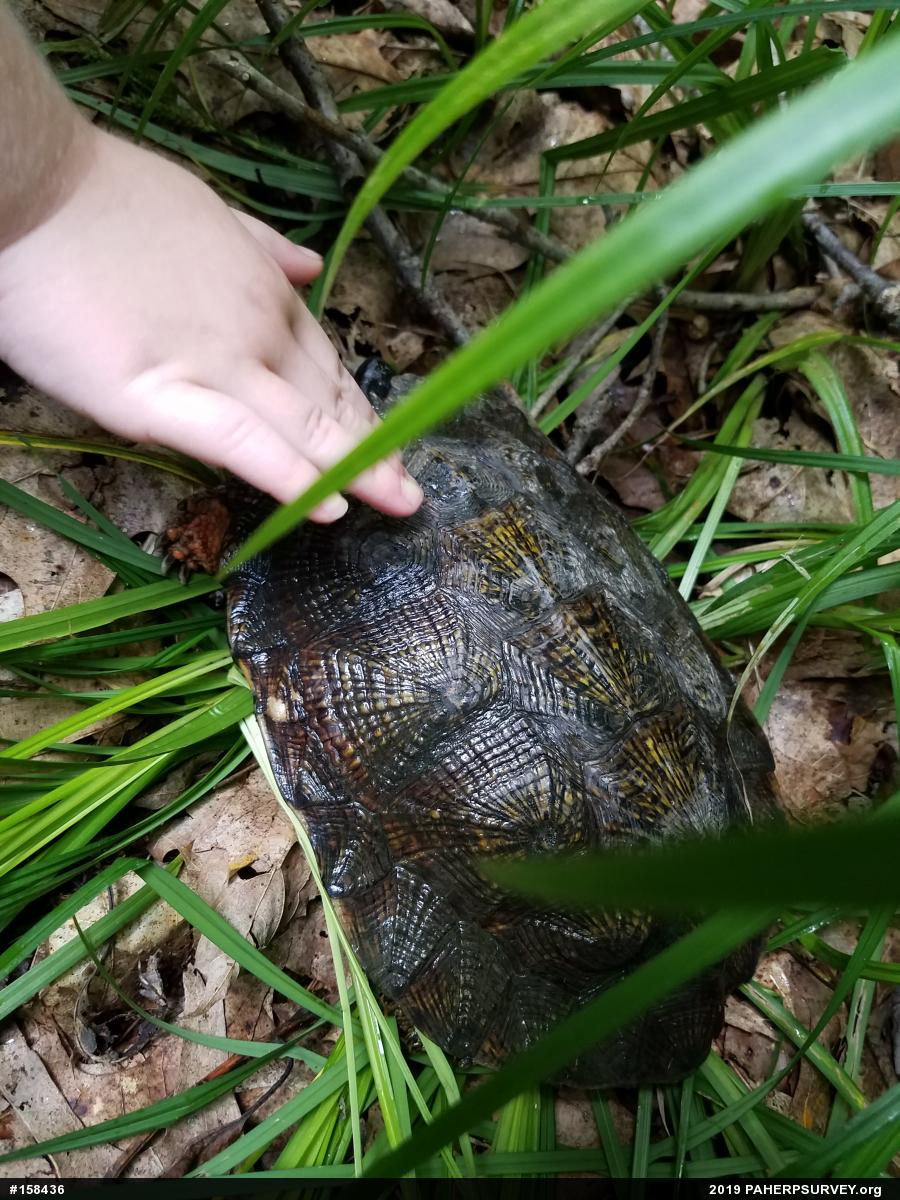 Wood Turtle