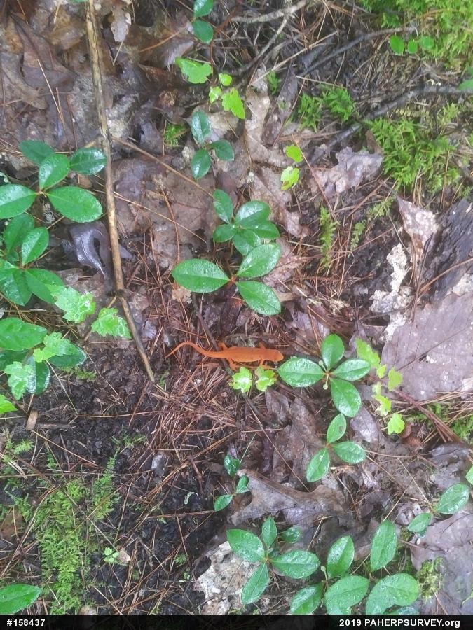 Red-spotted Newt