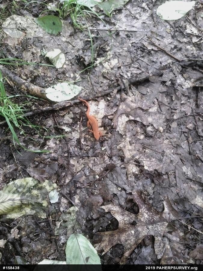 Red-spotted Newt