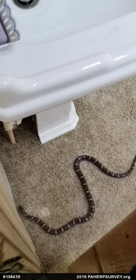Eastern Milksnake