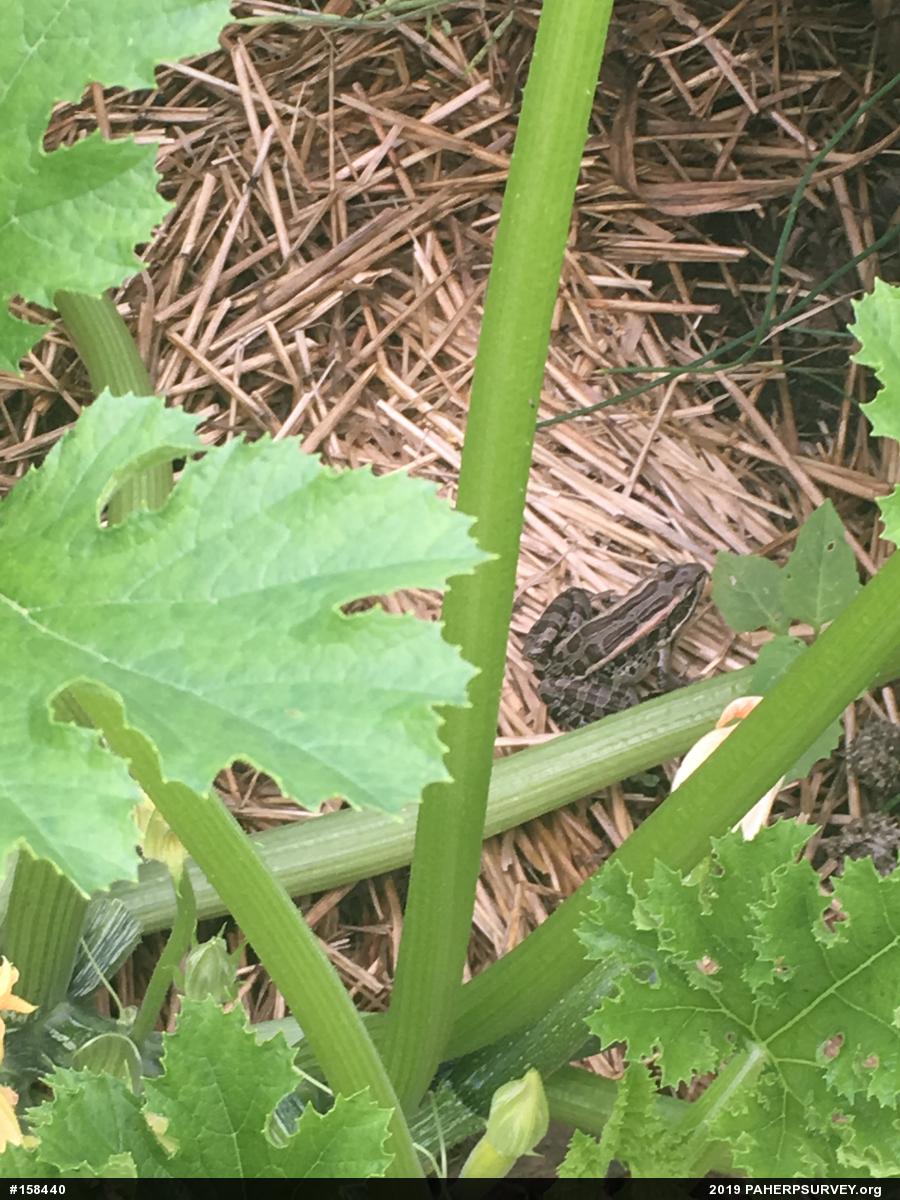Pickerel Frog